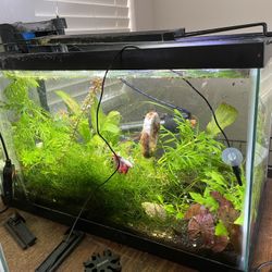 10 Gallon Fish Tank 