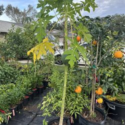 Dwarf Red Lady Papaya Tree 