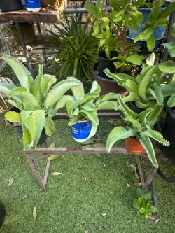 plantas de cola chow