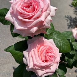 French Delbard Roses Pink O’ Hara live plants 5 gallons