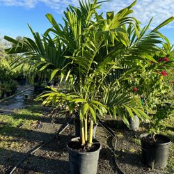 Christmas Palms 15 Gallon 