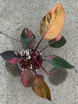 Philodendron Pink Princess tricolor