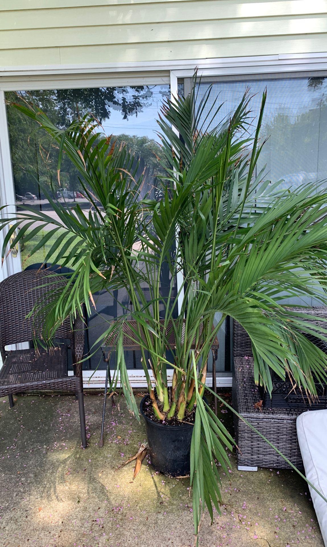 8 ft palm tree house plant