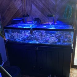 Saltwater Tank