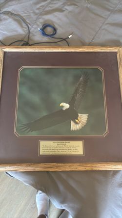 Bald eagle picture