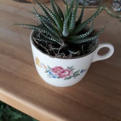 Vintage Cup with Plant 