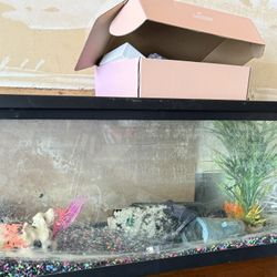 Fish Tank