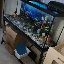 55 Gallon Fish Tank