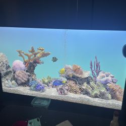 Roku 50’’ Led Smart Tv