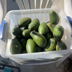 Avocados 