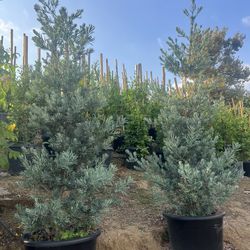 Ice Blue Podocarpus