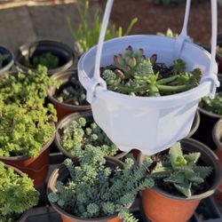 Venta De Plantas Y Suculentas 🪴