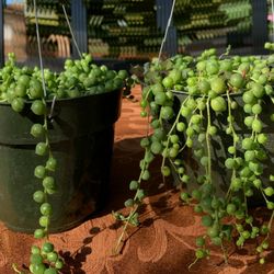 String Of Pearls
