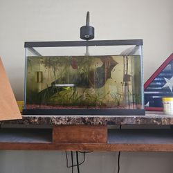 Betta Tank For Sale /w Red Crestmoon Beta