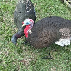Turkey Decoys 