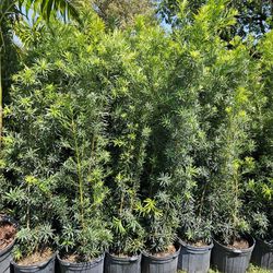 Podocarpus Over 6 Feet Tall Instant Privacy Hedge For Fence Green Full Ready For Planting Same Day