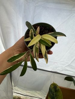 4” Hoya kentiana albo