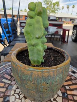 Totem Pole cactus.
