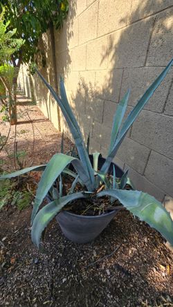 Large Blue Agave Americana in Pot