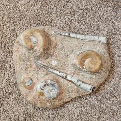 Orthoceras & Ammonite Fossil