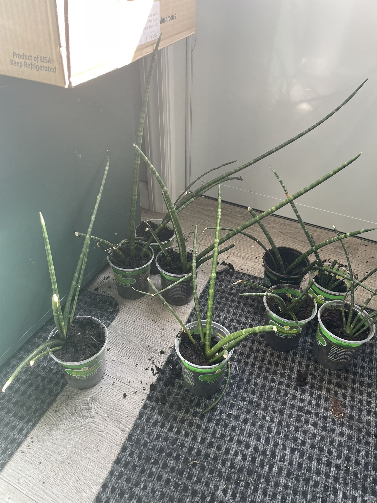 Sansevieria Fernwood, Sansevieria Mikado Babies - live air purifying plant