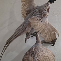 Pheasant Mount