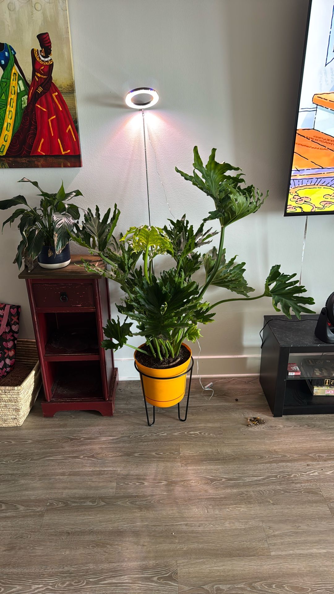 Philodendron Selloum, Tree Philodendron