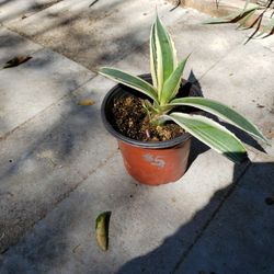 Agave Plant