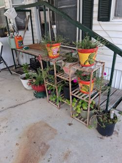 Plant with pots