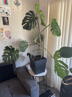 Monstera Deliciosa