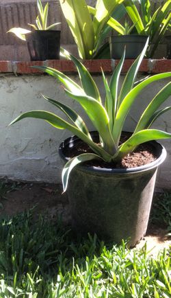 Agaves
