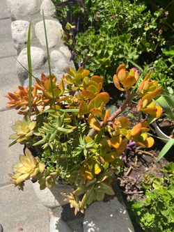 Plant sukulent