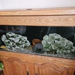 55 Gal Aquarium