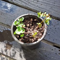 Orange Mint Herb - Free 