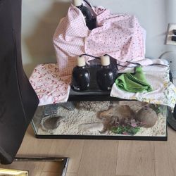 Reptile Tank 20 Galones 