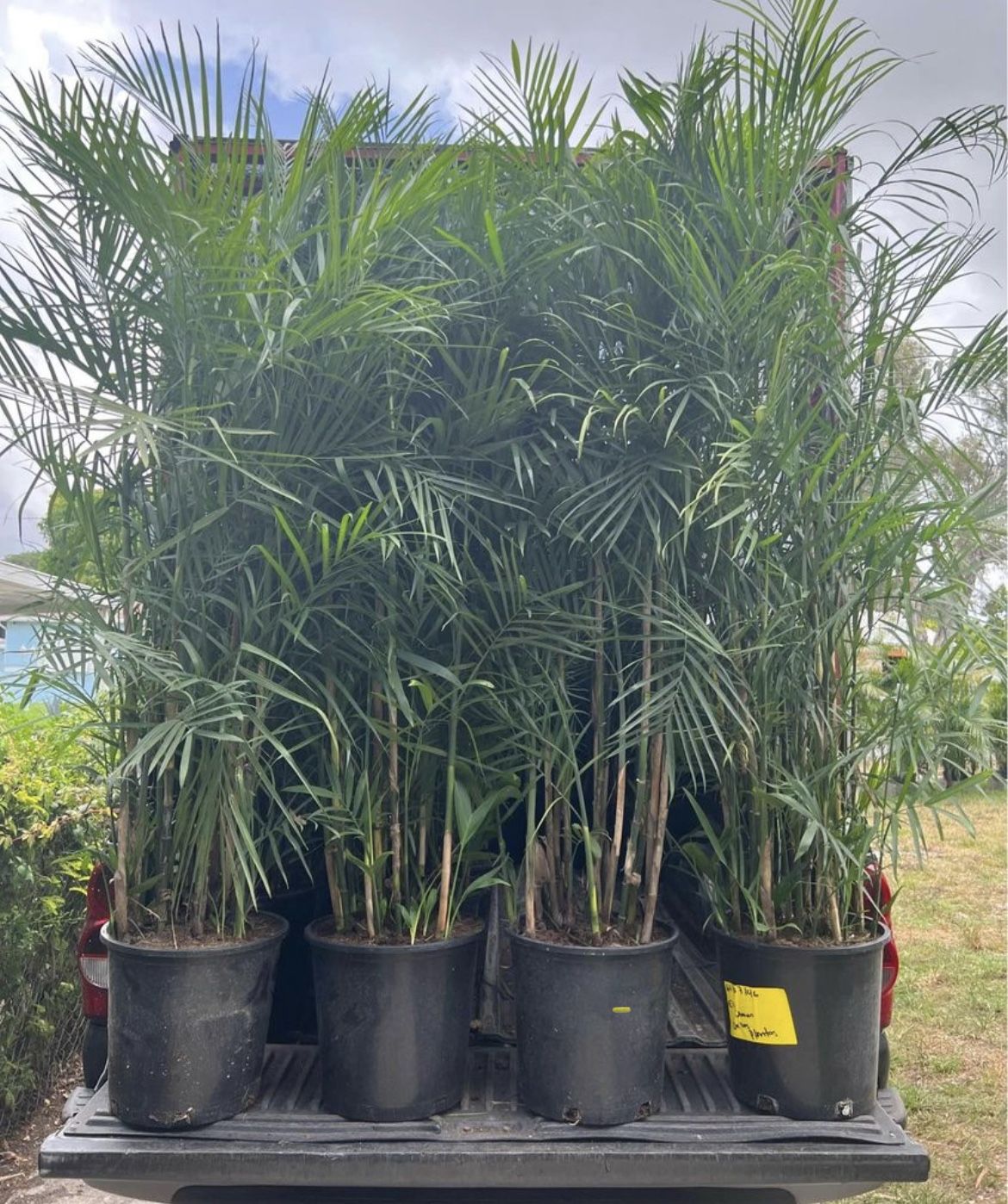 HOME PLANTS- SPECIAL PRICE SEIFRIZZI BAMBOO (7 GL)