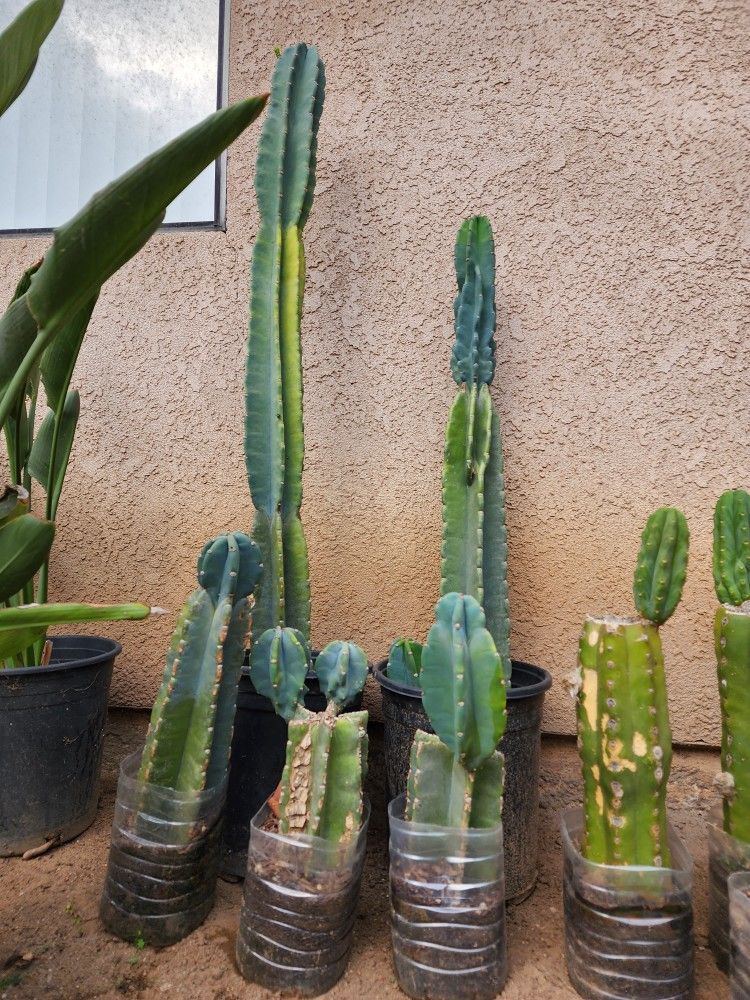 Cereus repandus, the Peruvian apple cactus