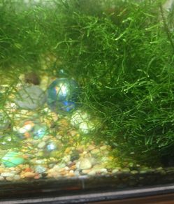 Homemade Trumpet Snail Food (15 Count)