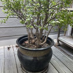 Bush jade plant