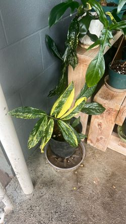 Varigated ZZ Plant