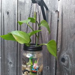 Pothos 
