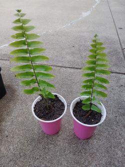 plantas de helecho estan chicas $4 cada una