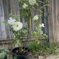 Roses 🌹 Plant 
