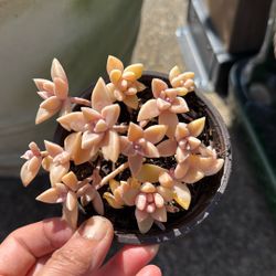 Succulent Plants 4” Pot