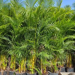 Arecas about 7 feet tall  Instant privacy hedge for fence