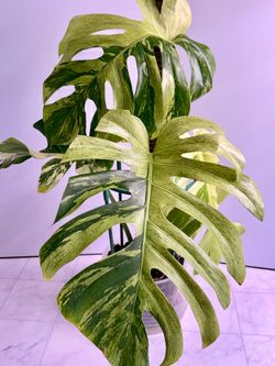 Monstera MINT NOID Plant - 8inch #2