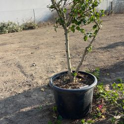 Hibiscus 🌺 Tree