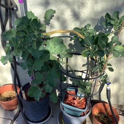 Collard Green Plants For Sale Growred All Them Myself  From 10 To 50 Dollars  Good And Healthy Also Have Celery And Onion Plants The High Desert Don’t