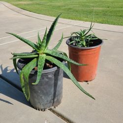 Large pot Aloe Vera Plants for Sale 