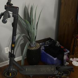 Ninebot Segway Adult Scooter